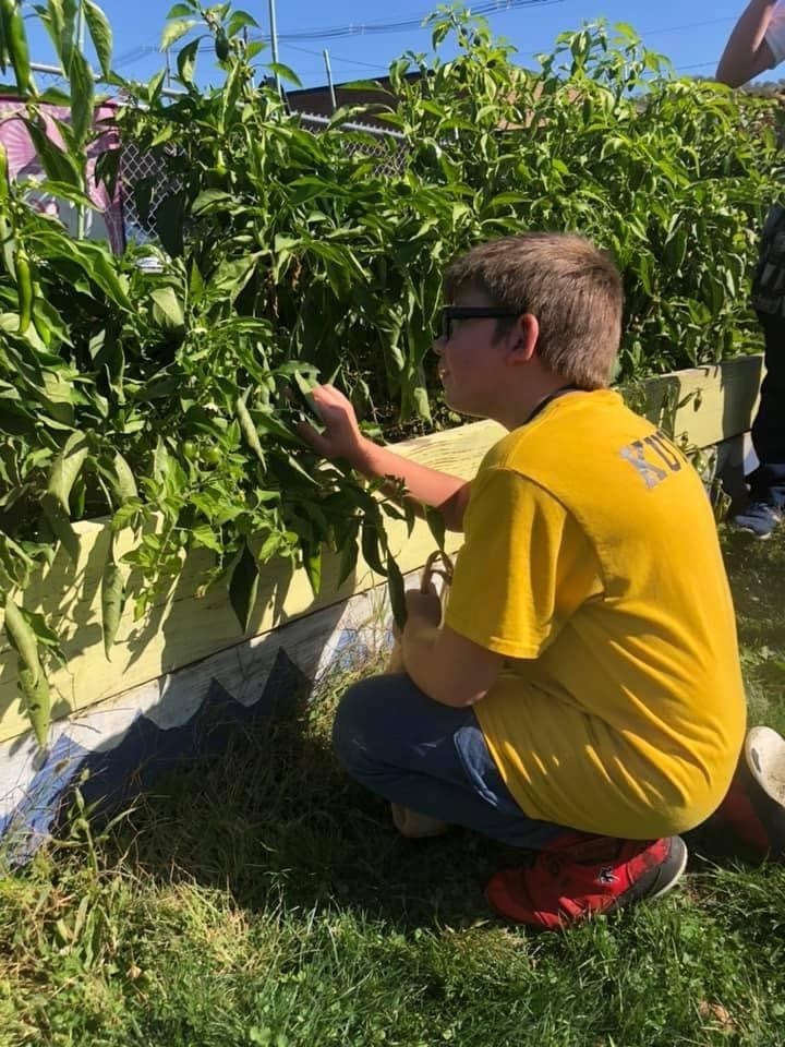 WMS Students work in the garden whenever the weather is warm enough. 